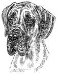 Deutsche Dogge - Grate Dane - S72
