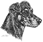 Deutscher Pinscher - German Pinscher - S61