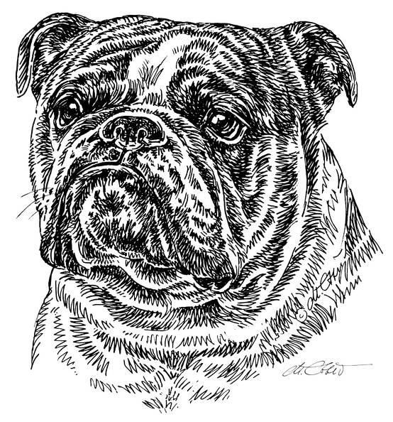 EnglishBulldog-S74.jpg