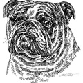 Englische Bulldogge - English Bulldog - S74