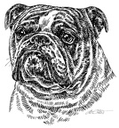 Englische Bulldogge - English Bulldog - S74