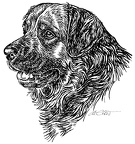 Leonberger - S114