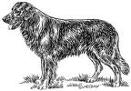 Hovawart - S97