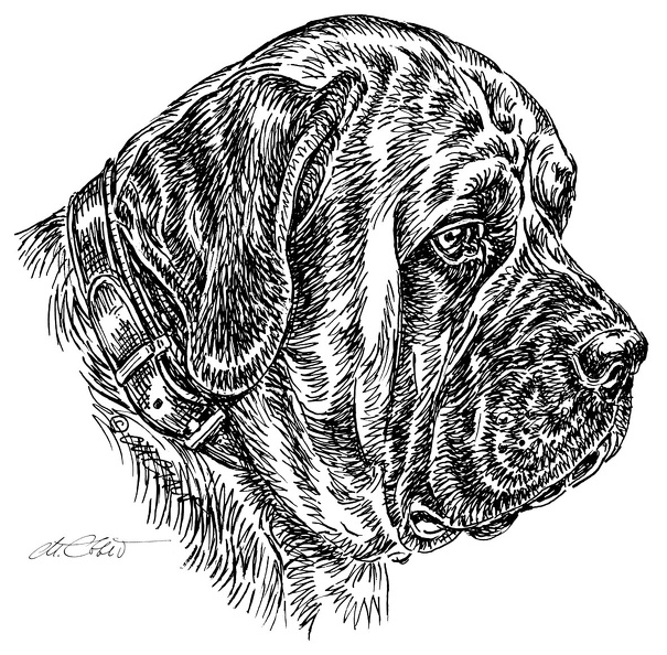 Mastiff-S121.jpg