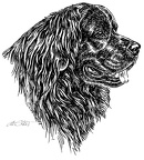 Neufundländer - Newfoundland - S124