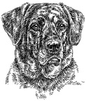 Mischling Clara -  Crossbred Clara - S122