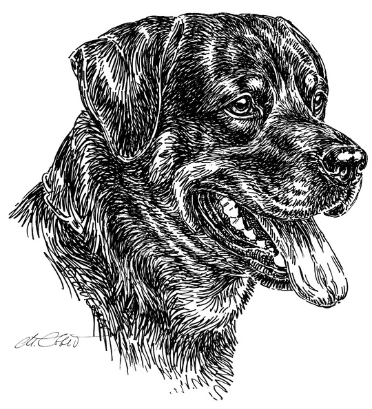 Rottweiler-S135.jpg