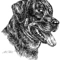 Rottweiler - S135