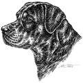 RottweilerProfil-S136