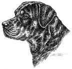 RottweilerProfil-S136
