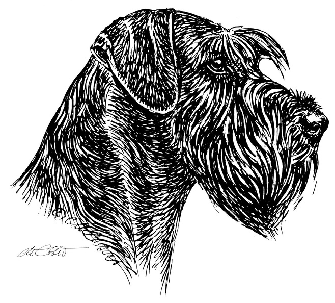 Riesenschnauzer-S202.jpg