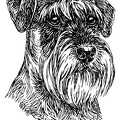 Mittelschnauzer - Middle Schnauzer - S140