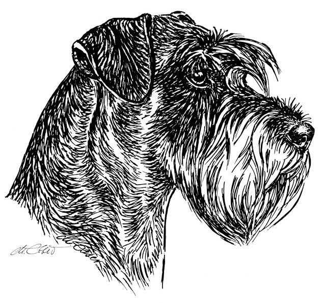 SchnauzerPfefferSalzProfil-S141.jpg