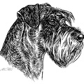Schnauzer - S141