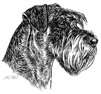 Schnauzer - S141