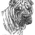 SharPei - S146