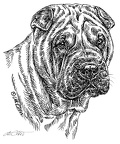 SharPei - S146