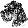 Zwergschnauzer - Miniature Schnauzer - S169