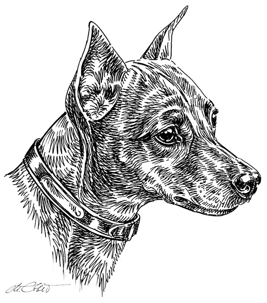 Zwergpinscher-S168.jpg