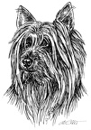 Australian Terrier - S11