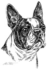 Boston Terrier - S25