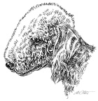 Bedlington Terrier - S18