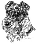 Foxterrier - S79