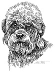 DandieDinmontTerrier-S55