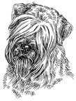 Irish Soft Coated Wheaten Terrier - S100