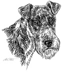 Foxterrier - S80