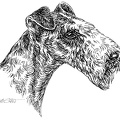 Foxterrier - S82