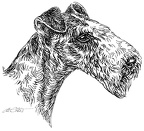 Foxterrier - S82