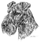 Irish Terrier-S101