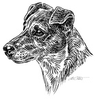 Jack Russel Terrier-S102