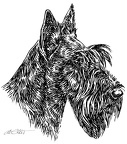 Scottish Terrier - S142