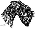 Kerry Blue Terrier - S105