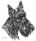 Scottish Terrier - S143