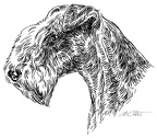 Lakeland Terrier - S112