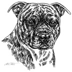 Staffordshire Bullterrier - S159
