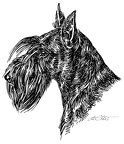 Scottish Terrier - S144