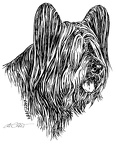Skye Terrier - S155