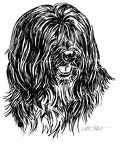 Tibet Terrier - Tibetan Terrier -S162