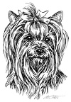 Yorkshire Terrier - S167
