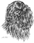 Langhaardackel - Dachshund - S43