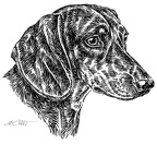 Kurzhaardackel - Dachshund - S42