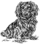 Langhaardackel - Dachshund - S46
