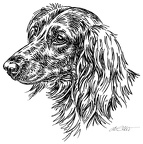 Langhaardackel - Dachshund - S45