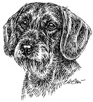 Rauhaardackel - Dachshund - S50