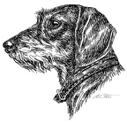 DackelRauhaarProfil-S51