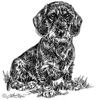 DackelRauhaarSitzend-S52